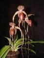 Paphiopedilum SHIN-YI SANDERS (Michael Koopowitz x sanderianum)