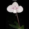 Load image into Gallery viewer, Paphiopedilum CHOU-Yi YUKI (hangianum x niveum)
