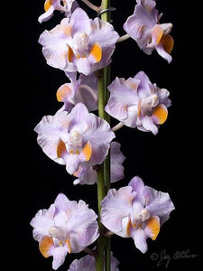 Phalaenopsis (Doritis) pulcherimma var Mamorata