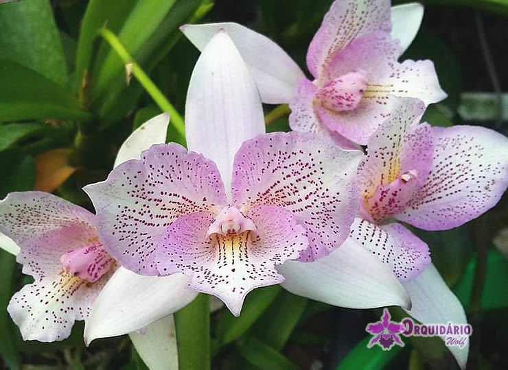Caulocattleya Chantilly Lace 'Twinkle' (C. El Dorado Splash × Caularthron  bicornutum)