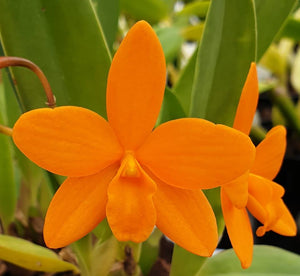 Cattleychea ORANGE STARDUST 'Exotic Orange'  (coccineus x Red Dancers)