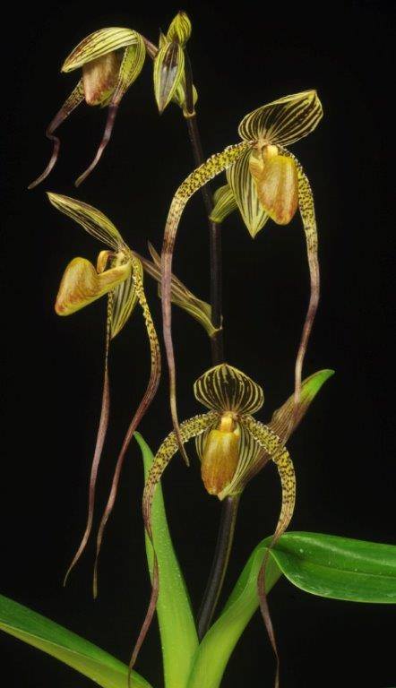 Paph. SHIN-YI PEARL (Shin-Yi’s Pride x sanderianum)