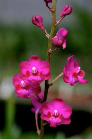 Phalaenopsis (Doritis) pulcherimma var Mamorata