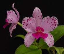 Load image into Gallery viewer, Cattleya amethystoglossa &#39;Up There x Incredible&#39;
