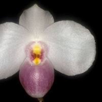 Load image into Gallery viewer, Paphiopedilum  delenatii  SPECIAL OFFER
