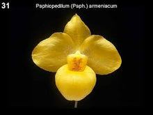 Load image into Gallery viewer, Paphiopedilum armeniacum
