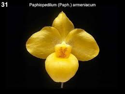 Paphiopedilum armeniacum