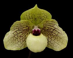Paphiopedilum MA BELLE (malipoense x bellatulum)